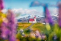 Attractive morning view of ice iconic church - Ingjaldsholl. Colorful summer scene of Iceland with field of blooming lupine flower