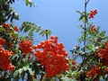 Mountain Ash and blue sky Royalty Free Stock Photo