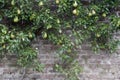 Attractive old 18th Century European brick wall background with an espalier pear tree bearing ripening fruit