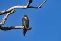 Attractive Peregrine Falcon gazes out at Sacramento National Wildlife Refuge