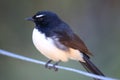 Willy Wagtail Fantail of Australia Royalty Free Stock Photo