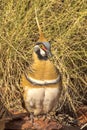 Spinifex Pigeon in Northern Territory Australia