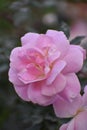 attractive pink rose in Garden of Nepal