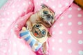 Attractive puppy pug dog sleeping rest well in bed hugging baby Royalty Free Stock Photo