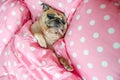 Attractive puppy pug dog sleeping rest well in bed hugging soft Royalty Free Stock Photo