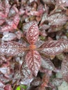 Attractive Purple Calycanthus leaf .
