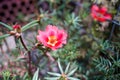 An attractive red purslane flower on a sunny day Royalty Free Stock Photo