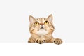 Attractive cat peeking from behind a banner Royalty Free Stock Photo