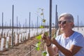 Attractive senior farmer woman controlling carefully the sprouts of the new vineyard smiling happily - active retired elderly