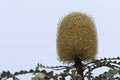 Attractive, single banksia flower against blue sky Royalty Free Stock Photo