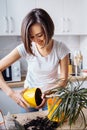 Attractive  smiling european girl replanting flowers at home in the white kitchen. Taking out a large flower from a small pot and Royalty Free Stock Photo