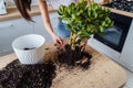 Attractive  smiling european girl replanting flowers at home in the white kitchen. Taking out a large flower from a small pot and Royalty Free Stock Photo