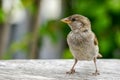 Attractive sparrow on a table, regular inhabitant of the city Royalty Free Stock Photo