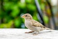 Attractive sparrow on a table, regular inhabitant of the city Royalty Free Stock Photo