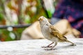 Attractive sparrow on a table, regular inhabitant of the city Royalty Free Stock Photo