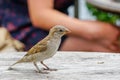 Attractive sparrow on a table, regular inhabitant of the city Royalty Free Stock Photo