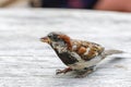 Attractive sparrow on a table, regular inhabitant of the city Royalty Free Stock Photo