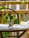 Attractive sparrow on a table, regular inhabitant of the city Royalty Free Stock Photo