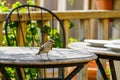 Attractive sparrow on a table, regular inhabitant of the city Royalty Free Stock Photo