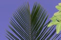 Attractive texture pattern of green leaves of palm or coconut trees with sky background