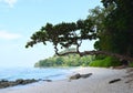 Attractive Tree with Beautiful Seascape - Radhanagar Beach, Havelock Island, Andaman & Nicobar, India