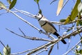 Double-barred Finch in Queensland Australia Royalty Free Stock Photo