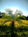 Attractive view of sun through leaves