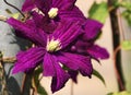 Clematis Aotearoa a garden climber. Royalty Free Stock Photo