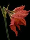 Attractive wet hippeastrum puniceum flower isolated on pure black