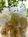 Attractive white coloured Bougainvillea flowers