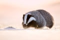 Attractive winter scene with badger. European badger & x28;Meles meles& x29; running on the snow. Animal in nature habitat