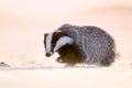 Attractive winter scene with badger. European badger Meles meles running on the snow. Animal in nature habitat