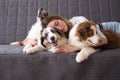 Attractive woman embracing three merle colours Australian shepherd puppy dog Royalty Free Stock Photo