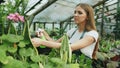 Attractive woman gardener in apron watering plants and flowers with garden sprayer in greenhouse Royalty Free Stock Photo