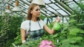 Attractive woman gardener in apron watering plants and flowers with garden sprayer in greenhouse Royalty Free Stock Photo