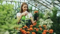 Attractive woman gardener in apron watering plants and flowers with garden sprayer in greenhouse Royalty Free Stock Photo