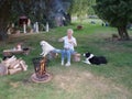 The dogs are sitting around the campfire with the young blond woman and watching her eating fried eggs