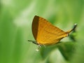 An Attractive Yamfly Butterfly & x28;Loxura Atymnus& x29;