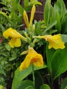 Attractive yellow Canna flower.