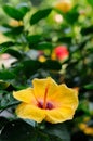 An Attractive Yellow Hibiscus Malvaceae