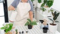 Attractive Young Asian woman taking care Water the household plants pots near window, Gardening at Home concept Royalty Free Stock Photo