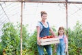 Attractive young female farmer and her young daughter picking organic healthy red juicy tomatoes from her green house