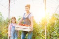 Attractive young female farmer and her young daughter picking  organic healthy red juicy tomatoes from her green house; concept sm Royalty Free Stock Photo