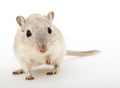 Attractive young female rodent Royalty Free Stock Photo