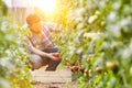 Attractive young male farmer picking  organic healthy red juicy tomatoes from his hot green house Royalty Free Stock Photo