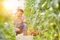 Attractive young male farmer picking  organic healthy red juicy tomatoes from his hot green house Royalty Free Stock Photo