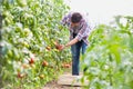 Attractive young male farmer picking  organic healthy red juicy tomatoes from his hot green house Royalty Free Stock Photo