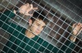 Attractive young man behind metal or steel net Royalty Free Stock Photo