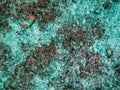 attractive young man snorkels in the ocean and observes the coral world, free diver in the sea, coral reefs in the Maldives Royalty Free Stock Photo