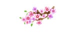 Attribute of hanami, branch sakura, illustration. Cherry blossom, with flowers in anime style. Unorthodox East Asian